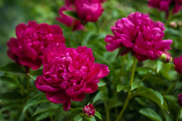 Piros pünkösdi rózsa, a kertben. Virágzó piros bazsarózsa. - Fotó, kép