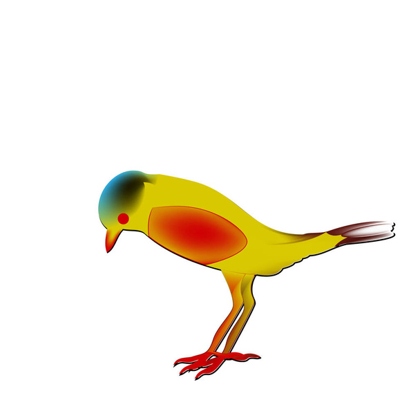 rzadki gatunek ptaka, insignis Saxicola z czerwony brzuch. - Wektor, obraz