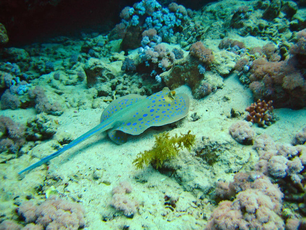 Picadura de Skate roundrays rayos whiprays peces tropicales en los arrecifes de coral mundo submarino flora y fauna del mar rojo - Foto, imagen