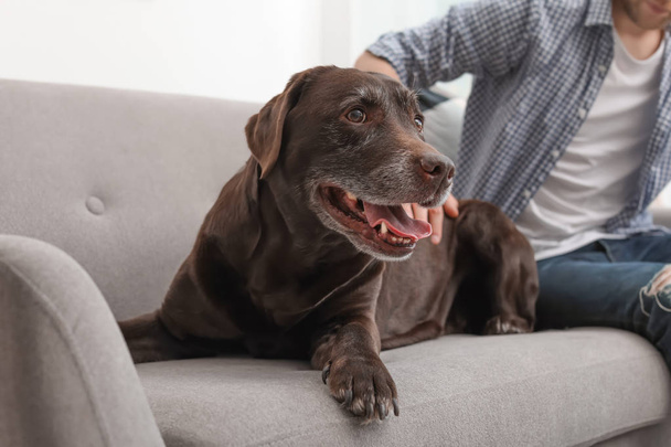 Adorable brown labrador retriever with owner on couch indoors - Foto, Imagem