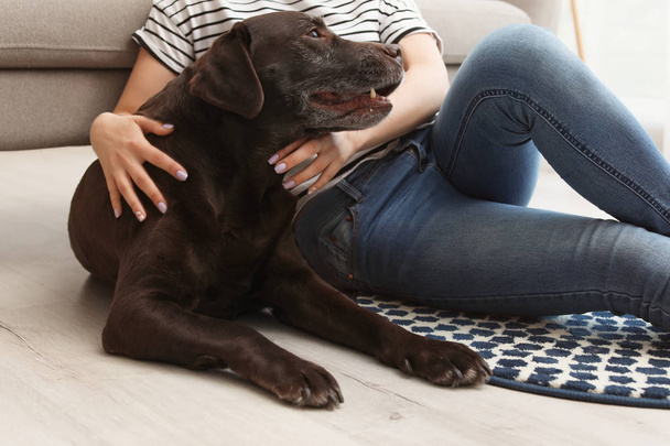 Adorable brown labrador retriever with owner at home - Zdjęcie, obraz