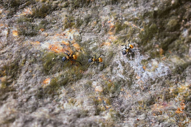 Golden carpenter ants, macro view, following each other in a row on rock in tropical Jungle in El Eden, by Puerto Vallarta, Mexico. Camponotus sericeiventris members of the Arthropod phylum, which is the scientific name for insects.  They are also me - Photo, Image