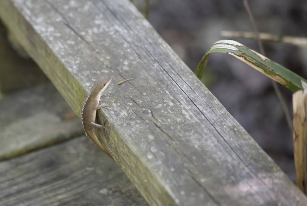 Anole verde (Anolis carolinensis) volviéndose marrón del estrés mientras sube un riel de madera
 - Foto, imagen