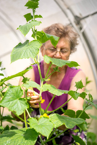 farming, gardening, old age and people concept - senior woman checking cucumber plants at greenhouse on farm. agriculture farming small business owner concept. - Fotografie, Obrázek
