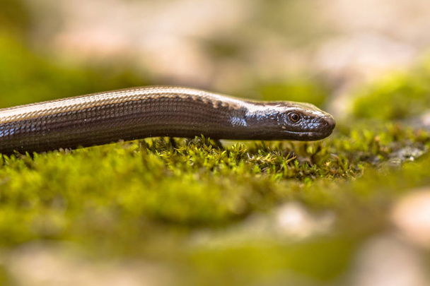 Peloponnese slowworm (Anguis cephalonnica) endemic lizard to southern part of Greece. With distinct lobbed brown color line in neck. - Photo, Image