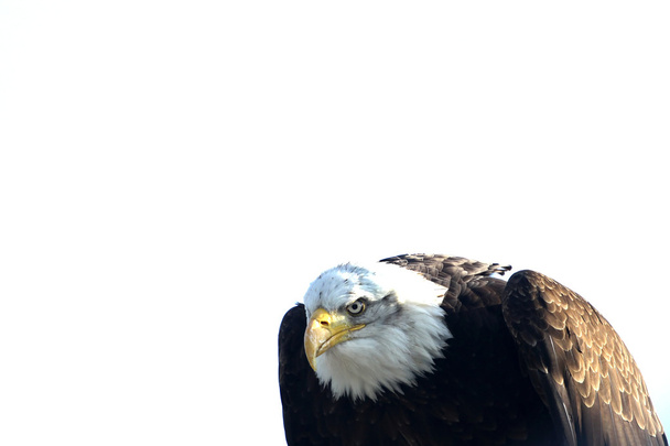 αετός - Φωτογραφία, εικόνα