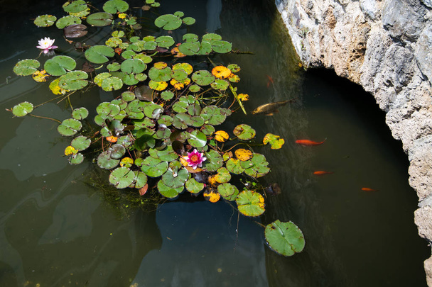 Пруд с карпами и лилиями, цветы лотоса
 - Фото, изображение