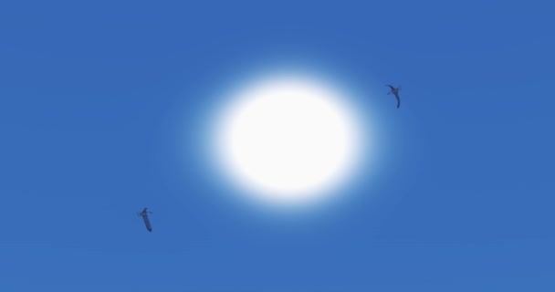 4k Чайки літають над сонячним світлом, сонячні промені та сонячні промені, пародійна сцена
. - Кадри, відео