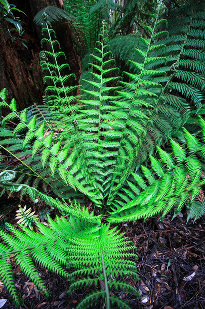 A young man fern, aka soft tree fern (Dicksonia antarctica), in the Great Otway National Park, Victoria, Australia. - Photo, Image