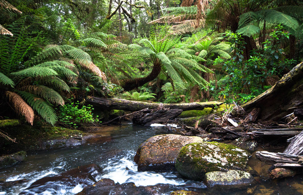 Pieni puro virtaa rehevän lauhkean sademetsän läpi, joka on vuorattu puunsaniaisilla Great Otway kansallispuistossa, Victoria, Australia
. - Valokuva, kuva