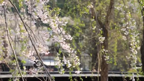 вишневі цвітіння Kakunodate Японії - Кадри, відео