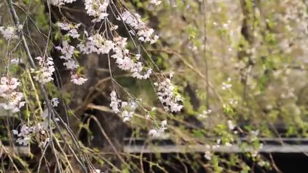 Třešňové květy Kakunodate Japonsko - Záběry, video