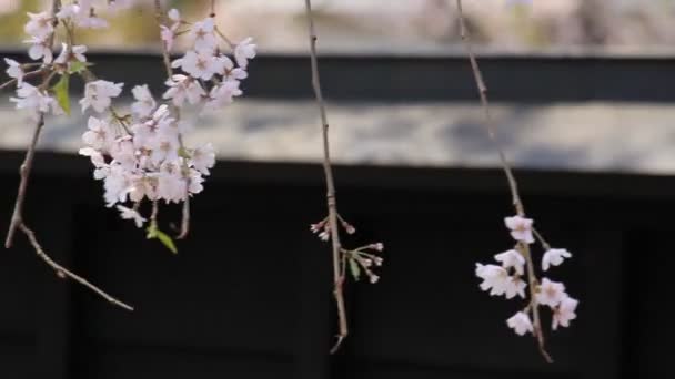 cherry blossoms Kakunodate Japan - Záběry, video