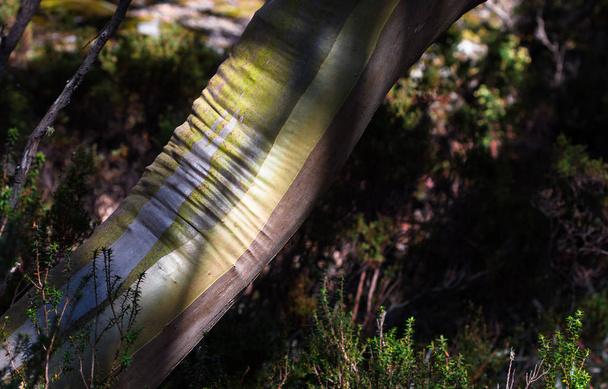 der stamm eines schneegummibaums (eukalyptus pauciflora) faltet sich beim wachsen und biegt sich im baw baw nationalpark, australien. - Foto, Bild