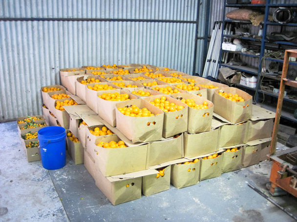 Caixas cheias de tangerinas recém-colhidas em uma fazenda de frutas em Nova Gales do Sul, Austrália
. - Foto, Imagem