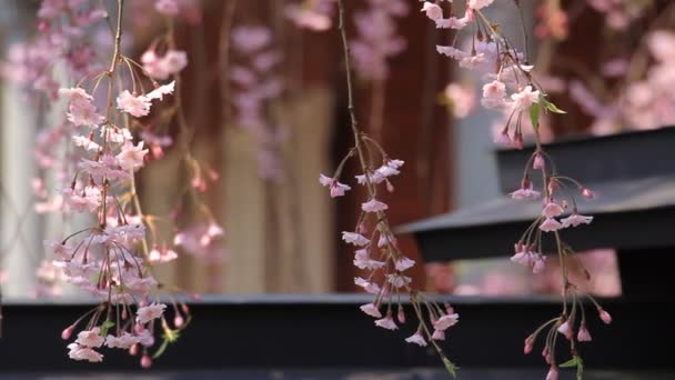 Kirschblüten kakunodate japan - Filmmaterial, Video