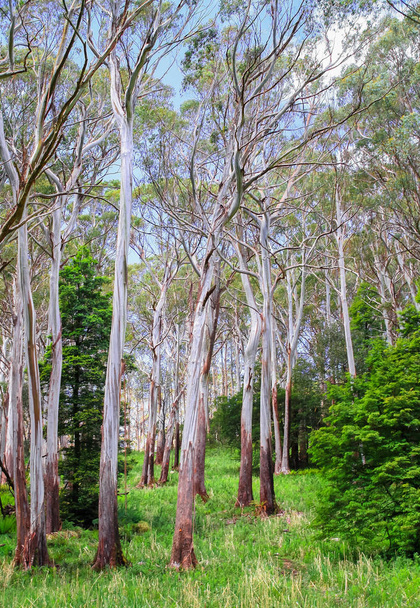 Eukaliptusa lasu w parku narodowym Yarra zakresów, Victoria, Australia. - Zdjęcie, obraz