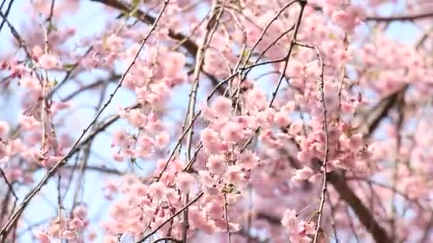 fiori di ciliegio Kakunodate Giappone
 - Filmati, video