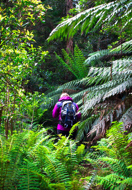 Un excursionista camina por un sendero densamente vegetado en el Parque Nacional Yarra Ranges, Victoria, Australia
. - Foto, imagen