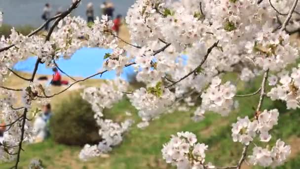 Piknik v třešňového květu stromů - Záběry, video