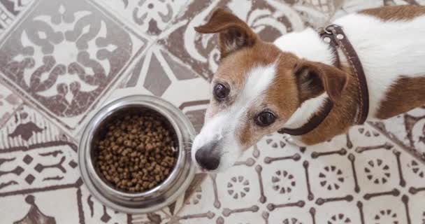 πεινασμένοι jack russell σκύλος πίσω από τρόφιμα μπολ κάτοψη - Πλάνα, βίντεο