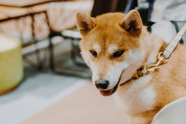 cute shiba dog - selective focus point - Фото, изображение
