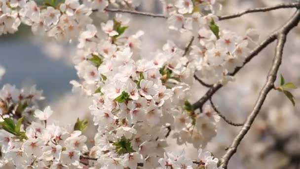 Цвітіння вишні Kakunodate Японії - Кадри, відео