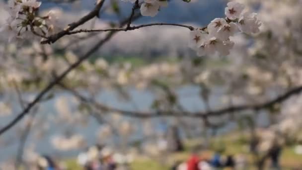 Piknik v třešňového květu stromů - Záběry, video