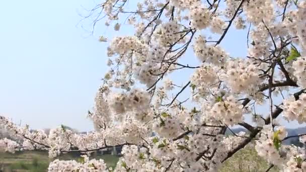 kirsikankukka Kakunodate Japani
 - Materiaali, video