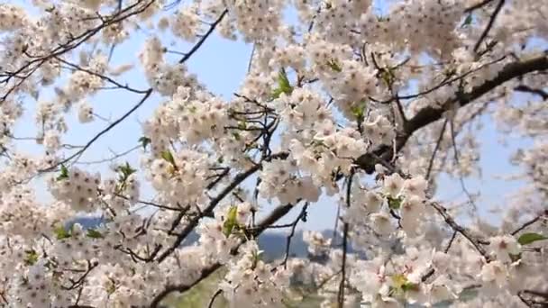 cherry blossom Kakunodate Japan - Footage, Video