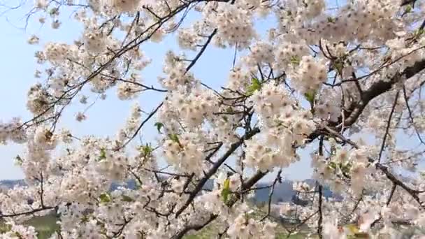 桜角館日本 - 映像、動画