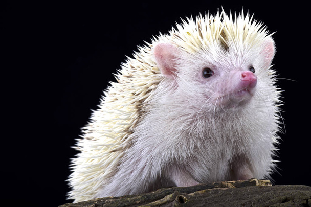 Albino Pygmy hedgehog (Atelerix albiventris) - Photo, Image