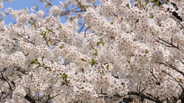 Цветок сакуры в Японии
 - Кадры, видео