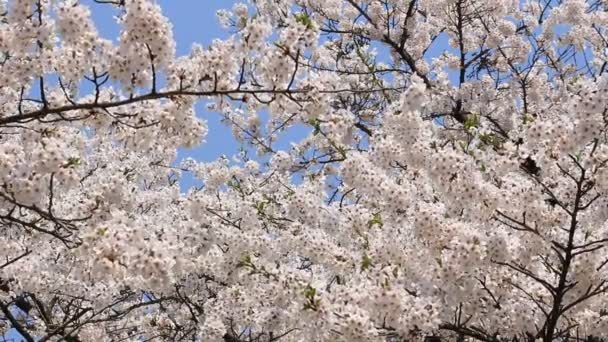 Цветок сакуры в Японии
 - Кадры, видео