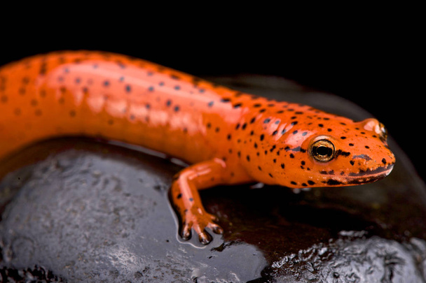 Roter Salamander (Pseudotriton ruber)) - Foto, Bild