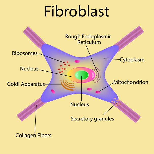 Fibroblast to komórka skóry właściwej. Struktura komórki włóknistej. - Wektor, obraz