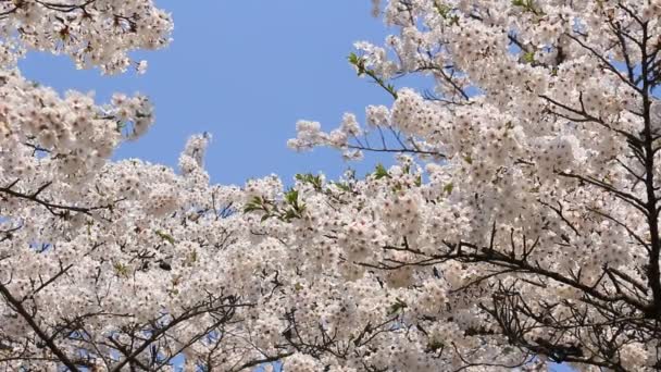 třešňový květ Kakunodate Japonsko - Záběry, video