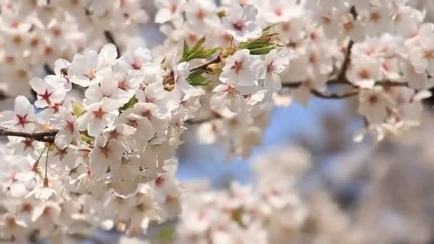 flor de cerezo Kakunodate Japón
 - Metraje, vídeo