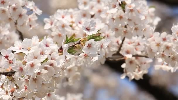 třešňový květ Kakunodate Japonsko - Záběry, video
