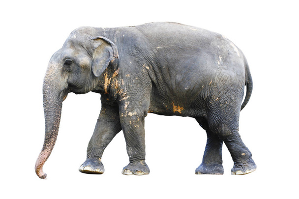 vue latérale de la position de l'éléphant thaï sur le blanc
 - Photo, image