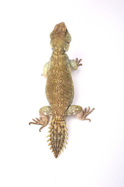 Uromastyx princeps, lagarto de cola espinosa principesca, Somalia
 - Foto, imagen