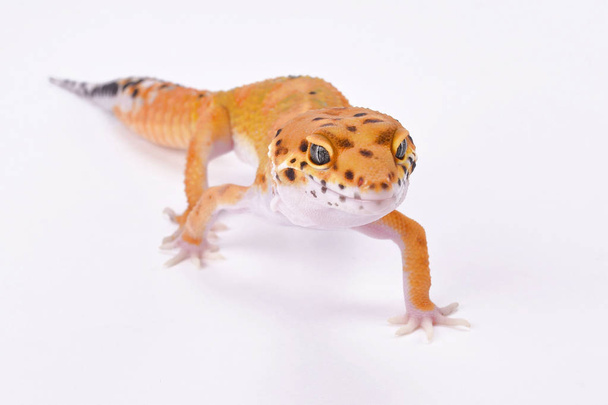 Leopardengecko, Eublepharis macularius - Foto, Bild