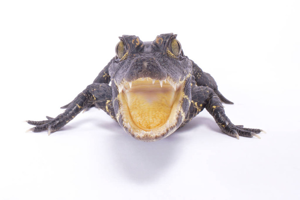 Тупорилий Крокодил, Osteolaemus tetraspis
 - Фото, зображення