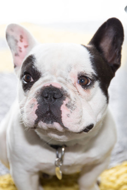 a black and white bulldog dog in portrait - Foto, afbeelding