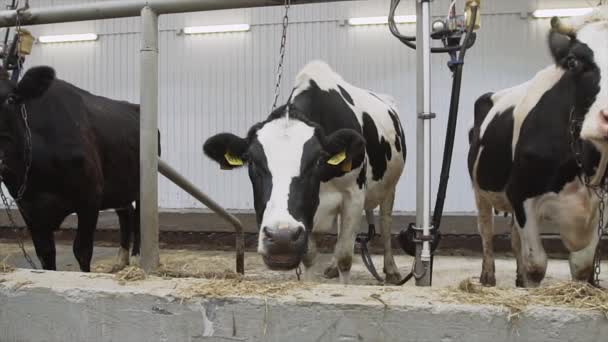 Trois vaches laitières restent dans les stalles et mâchent leur nourriture à la caméra
 - Séquence, vidéo