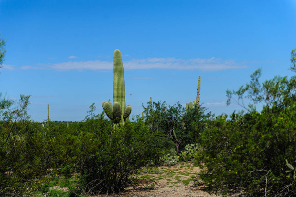 毎年南アリゾナだけで巨大なサグアロ - 写真・画像