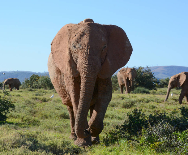 Un éléphant d'Afrique adulte se dirige droit vers nous
 - Photo, image
