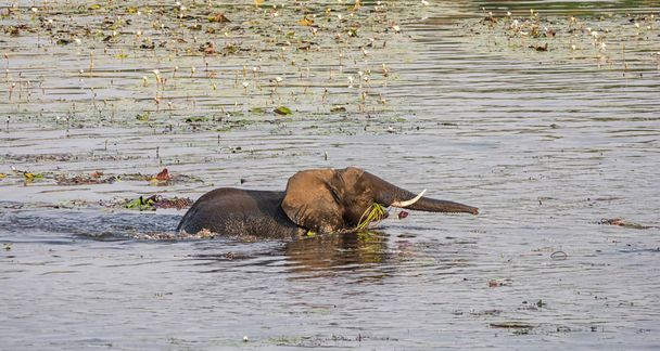 Ένας ελέφαντας wades πίσω σε την όχθη ενός ποταμού με ένα στόμα γεμάτο κρίνοι νερού στην Ναμίμπια σαβάνα - Φωτογραφία, εικόνα