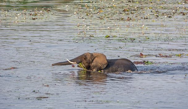 Un éléphant remonte à la rive d'une rivière avec une bouche pleine de nénuphars dans la savane namibienne
 - Photo, image