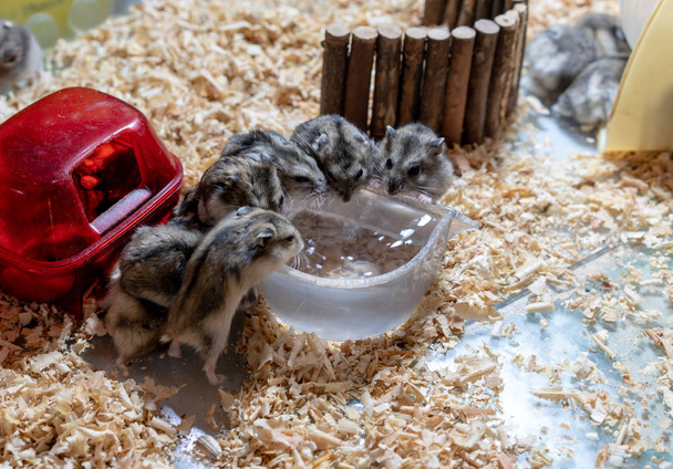 Hamster family drinking water from clear small bowl in their place. - Foto, Imagen